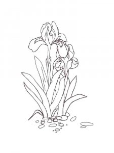 Iris coloring page 17 - Free printable