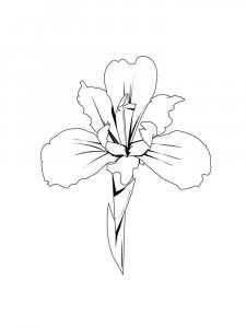 Iris coloring page 21 - Free printable