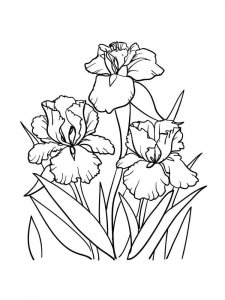 Iris coloring page 22 - Free printable