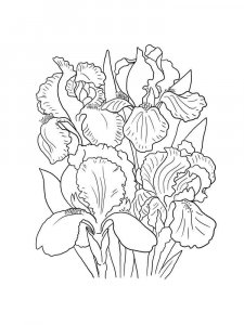 Iris coloring page 23 - Free printable