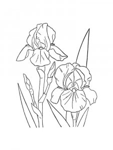 Iris coloring page 24 - Free printable