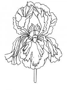 Iris coloring page 1 - Free printable