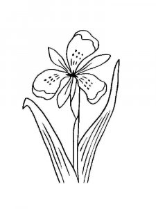 Iris coloring page 15 - Free printable