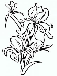 Iris coloring page 2 - Free printable