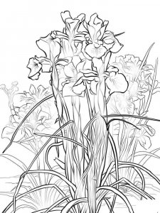 Iris coloring page 3 - Free printable