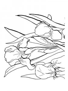Iris coloring page 4 - Free printable