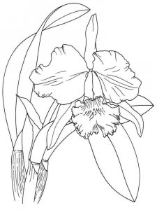 Iris coloring page 6 - Free printable