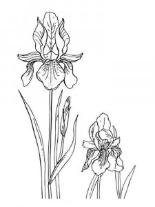 Iris coloring page 7 - Free printable