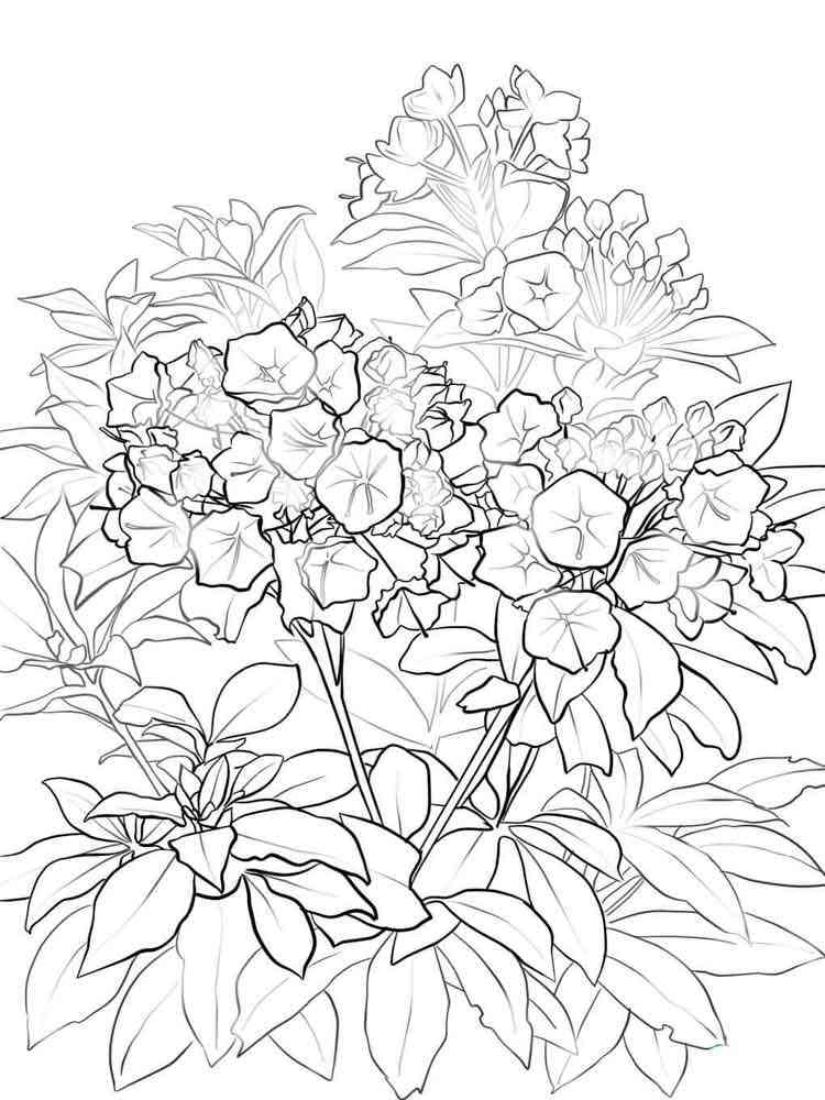 Laurel Flower coloring pages. Download and print Laurel Flower coloring