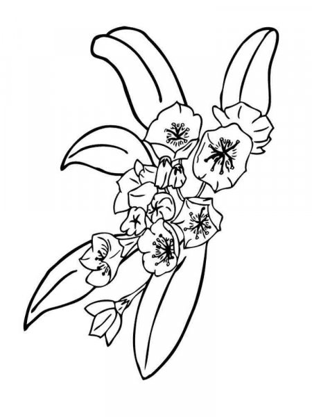 Laurel coloring pages