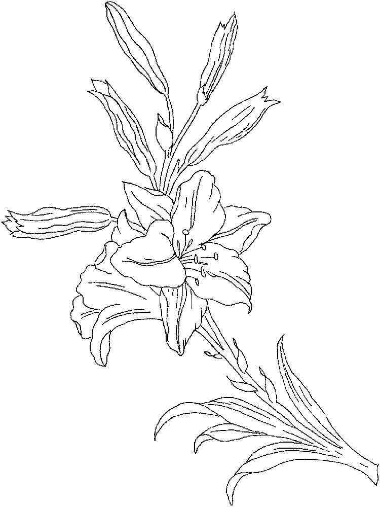 Featured image of post Easy Lily Flower Coloring Pages / Flower kids coloring pages free.