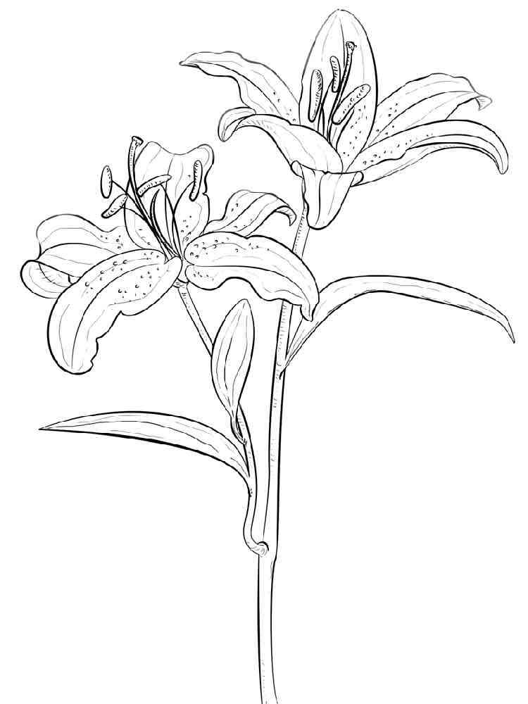 Lily Flower coloring pages. Download and print Lily Flower coloring pages
