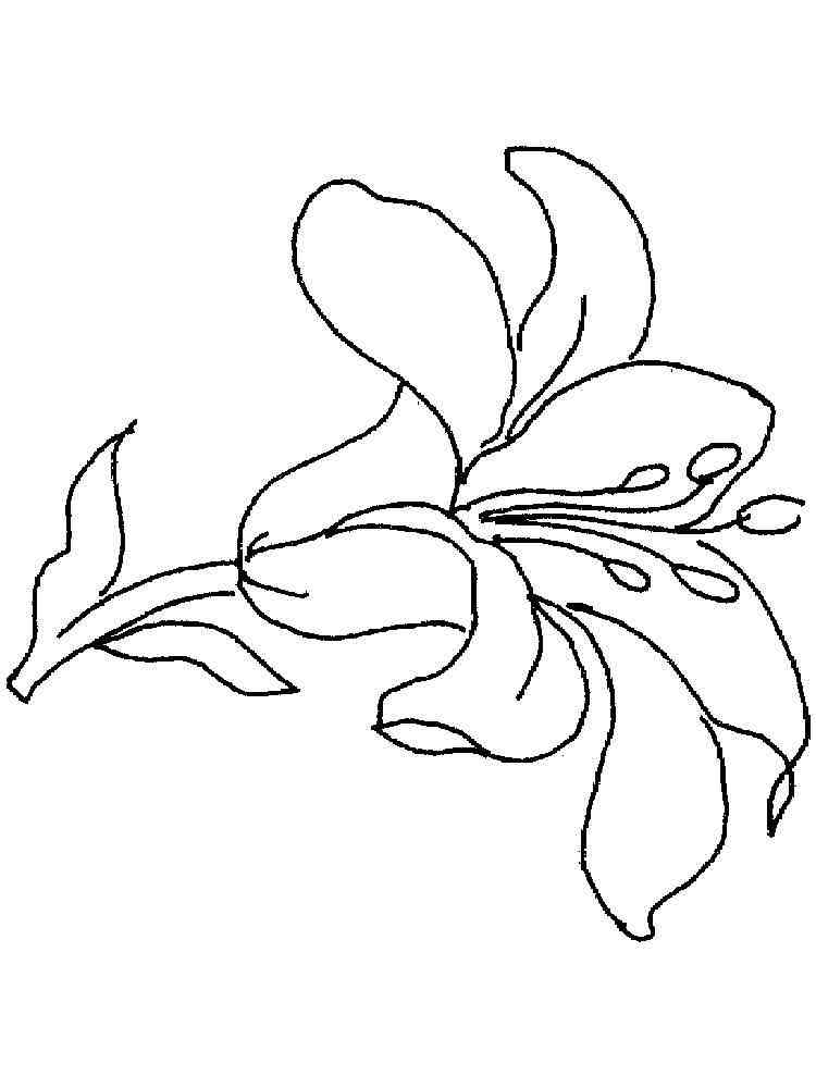 Lily Flower coloring pages. Download and print Lily Flower ...