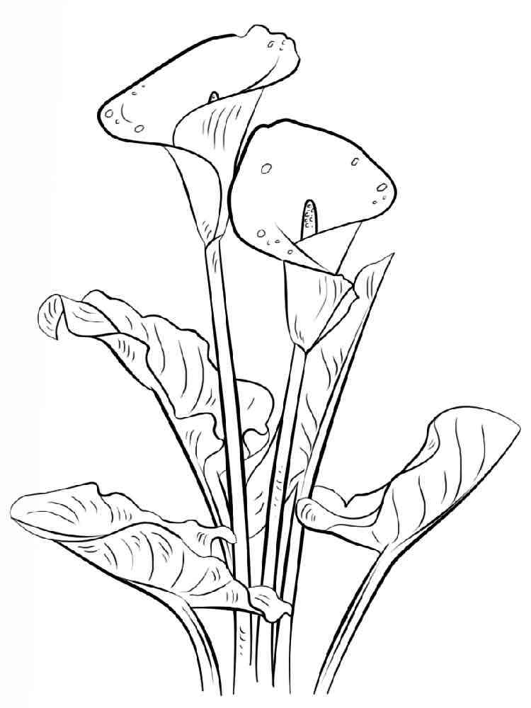 Download 266+ Lilium Flower For Kids Printable Free Coloring Pages PNG