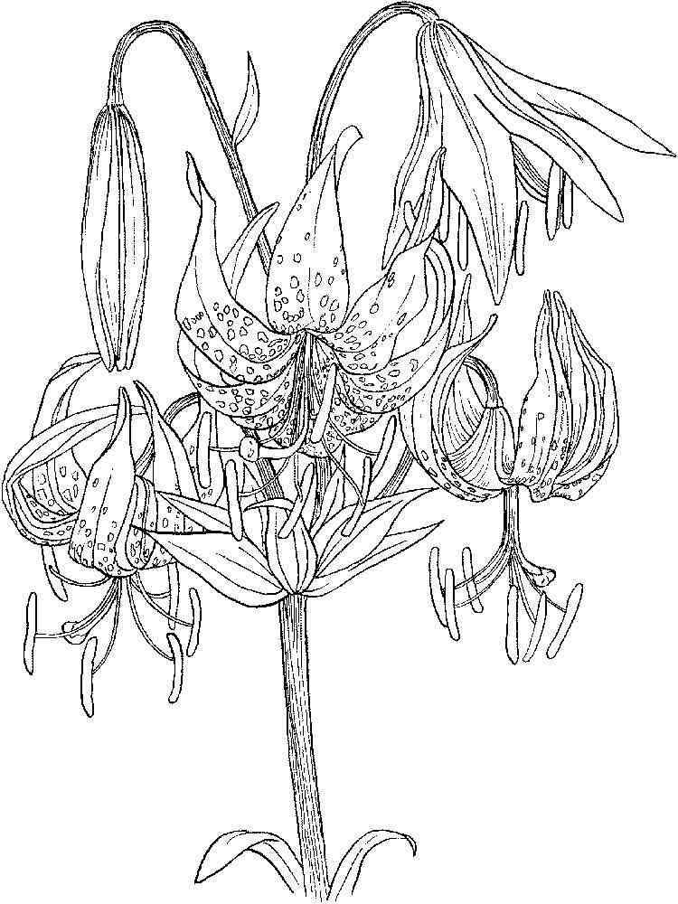 Lily Flower coloring pages. Download and print Lily Flower coloring pages