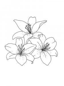 Lilies coloring page 18 - Free printable