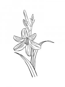 Lilies coloring page 20 - Free printable