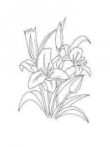 Lilies coloring page 22 - Free printable