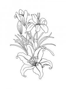Lilies coloring page 27 - Free printable
