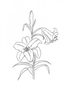 Lilies coloring page 28 - Free printable