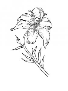 Lilies coloring page 29 - Free printable