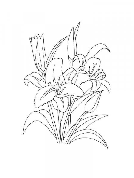 Lily coloring pages