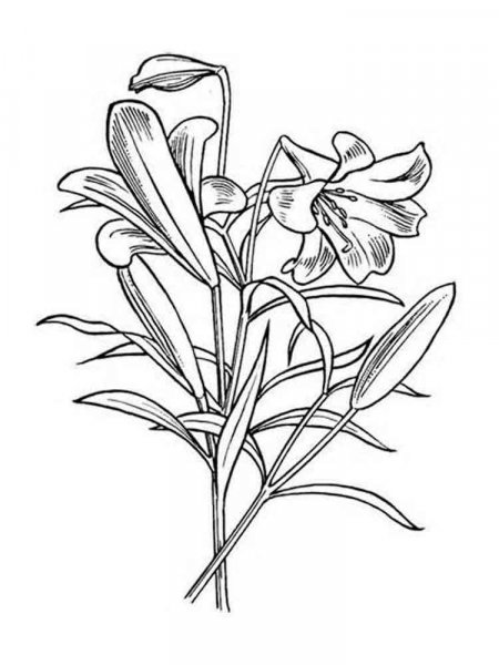 Lily coloring pages