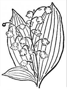 Lily of the Valley coloring page 5 - Free printable