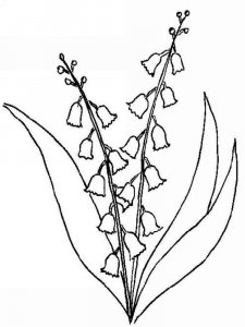Lily of the Valley coloring page 8 - Free printable