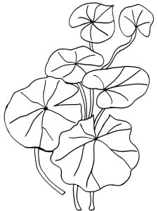 Lilypads coloring page 2 - Free printable