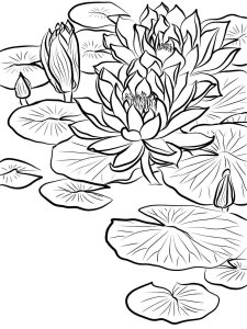 Lilypads coloring page 3 - Free printable