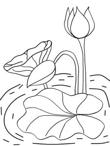 Lilypads coloring page 6 - Free printable
