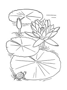Lilypads coloring page 8 - Free printable