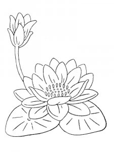 Lotus coloring page 1 - Free printable