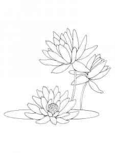 Lotus coloring page 10 - Free printable
