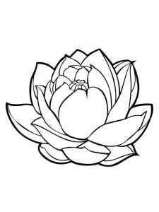 Lotus coloring page 18 - Free printable