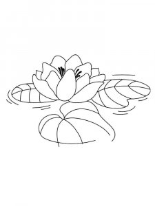 Lotus coloring page 22 - Free printable