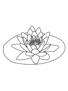 Lotus coloring page 23 - Free printable