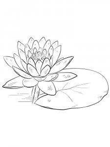 Lotus coloring page 24 - Free printable