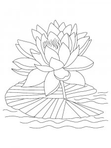 Lotus coloring page 28 - Free printable