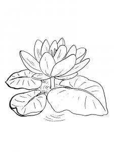 Lotus coloring page 4 - Free printable