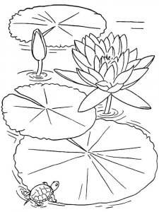 Lotus coloring page 6 - Free printable
