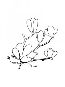 Magnolia coloring page 12 - Free printable