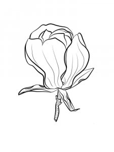 Magnolia coloring page 13 - Free printable