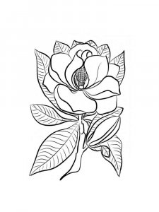 Magnolia coloring page 14 - Free printable