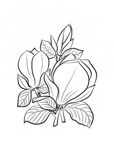 Magnolia coloring page 15 - Free printable