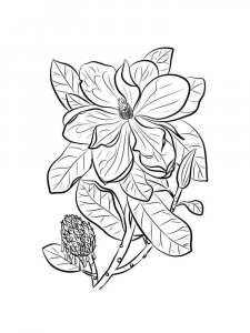 Magnolia coloring page 17 - Free printable