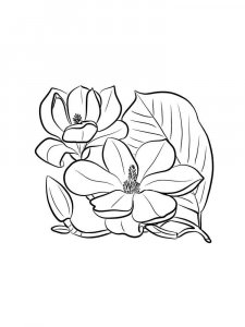Magnolia coloring page 20 - Free printable