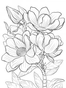 Magnolia coloring page 2 - Free printable