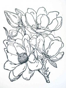 Magnolia coloring page 4 - Free printable